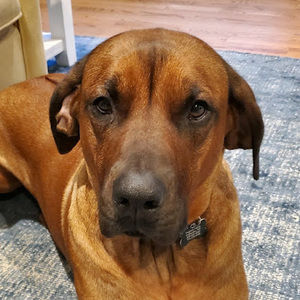 Meet your Posher, Paige